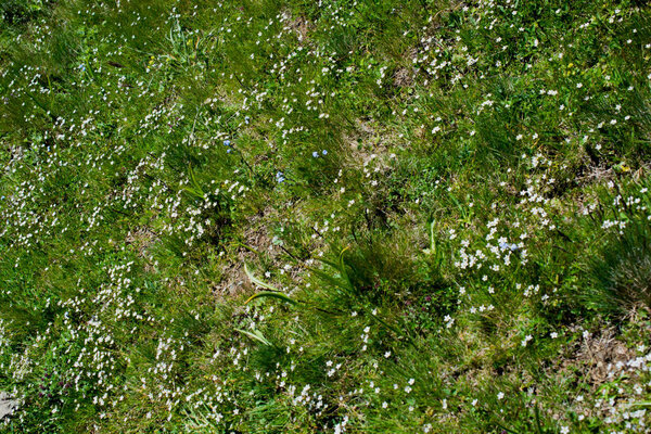 Wild grass on highland meadow in the summer time in Artvin 