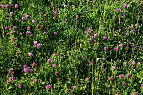 Pole s krásné květy v létě — Stock fotografie