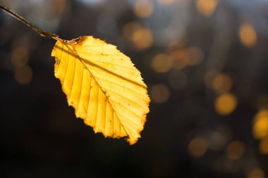 Kuru yaprak bir sonbahar arka plan üzerine yerleştirilen
