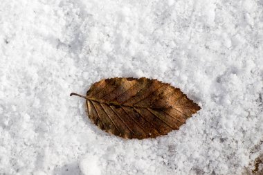 Kuru yaprak beyaz bir karlı zemin üzerine yerleştirilir