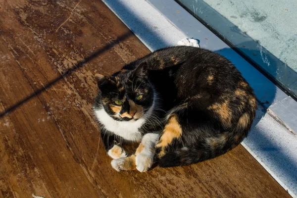 Інший Портрет Безпритульної Вуличної Кішки — стокове фото