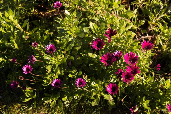 Beautiful Fresh Flowers Nature Background — Stock Photo, Image