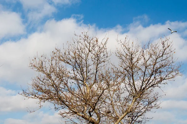Pozadí Podzimního Období Stromy — Stock fotografie