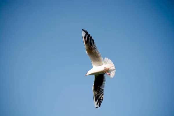 Gaviota volando en el cielo sobre las aguas del mar —  Fotos de Stock