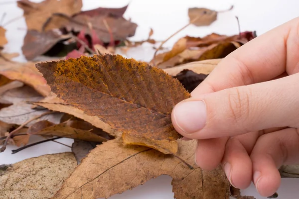 Hand holding a dry autumn leaf on a white background