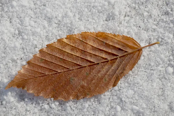 Torra blad placeras på en vit snöiga bakgrund — Stockfoto