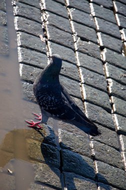 Yalnız kuşlar tarafından kentsel ortamda yaşıyoruz