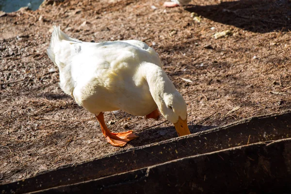 Lonely duck av marken — Stockfoto