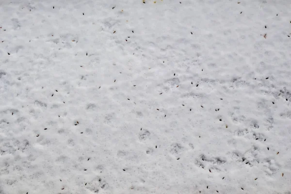 Fundo de inverno de neve na cor branca — Fotografia de Stock