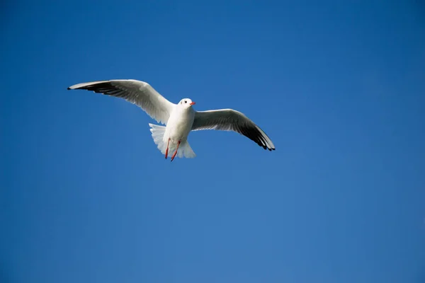 Gaivota voando no céu sobre as águas do mar — Fotografia de Stock