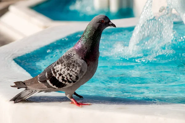 Pájaro solitario junto a la fuente vive en un entorno urbano — Foto de Stock