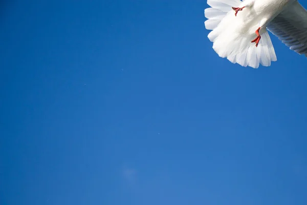 Seagull flying in sky over the sea waters — Stock Photo, Image