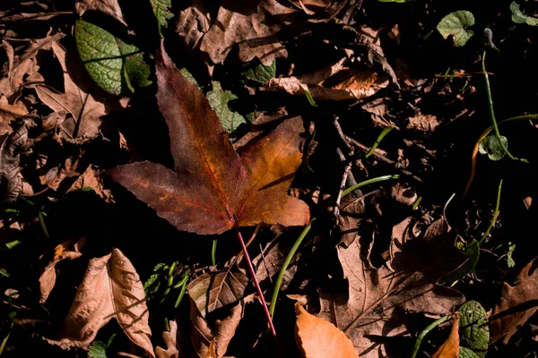Сухе листя як осінній фон — стокове фото