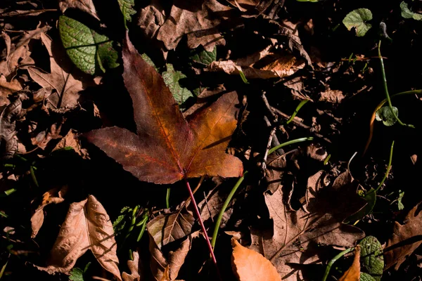 Foglie secche come sfondo autunnale — Foto Stock