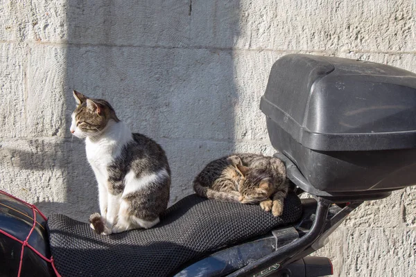 Retrato de gatos callejeros sin hogar — Foto de Stock