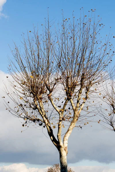 Молоде дерево в осінній сезон — стокове фото