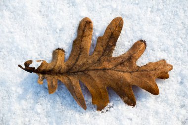 Kuru yaprak beyaz bir karlı zemin üzerine yerleştirilir