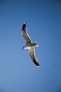 Deniz sular gökte uçan martı