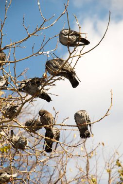 Büyük gruplar halinde kentsel ortamda gri güvercinler yaşar