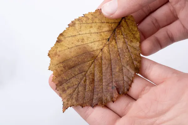Mano sosteniendo una hoja seca de otoño sobre un fondo blanco —  Fotos de Stock