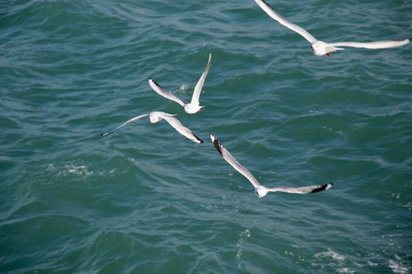 Mouettes volant dans le ciel au-dessus des eaux de la mer — Photo