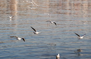 Deniz sular gökte uçan martılar