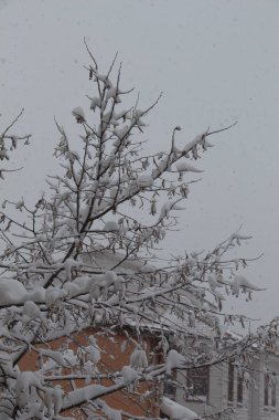 Beyaz kış arka plan karlı dalları ile