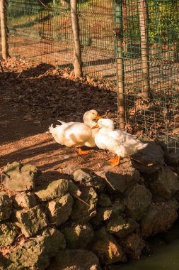Beyaz duvar kenarında ördekler