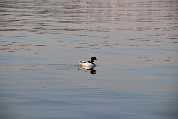 Einsame Ente mitten im Teich — Stockfoto