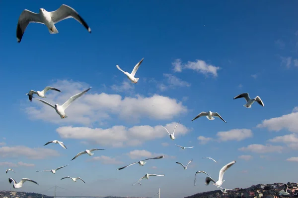 Gaivotas voando no céu sobre as águas do mar — Fotografia de Stock