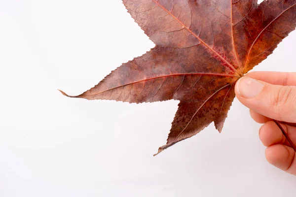 Hand holding a dry autumn leaf on a white background