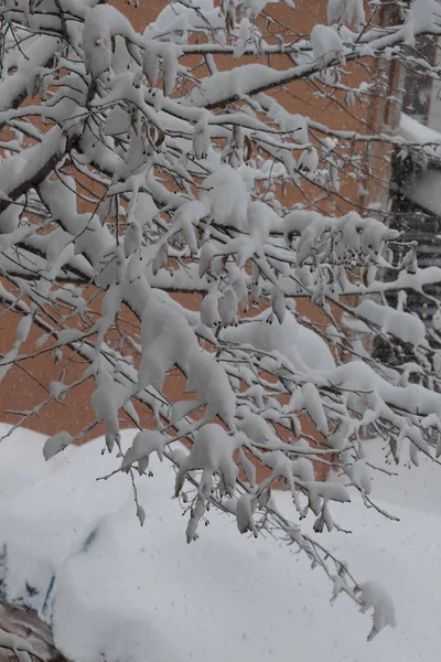 Beyaz kış arka plan karlı dalları ile — Stok fotoğraf