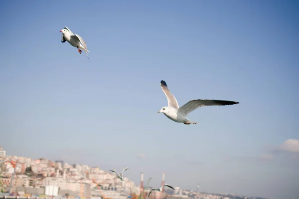 Pigeons fly in sky over the sea in Istanbul — Stock Photo, Image
