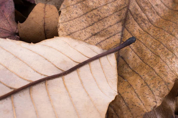 Vue macro d'une feuille sèche de la saison automnale — Photo