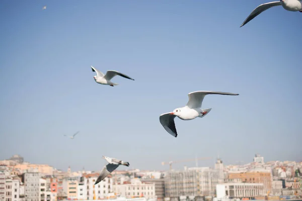 Pigeons fly in sky over the sea in Istanbul — Stock Photo, Image