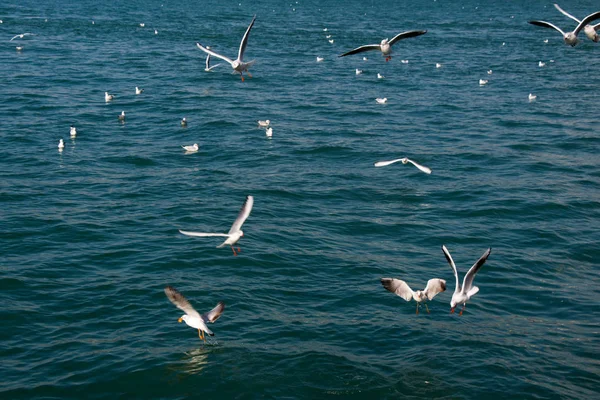 Οι γλάροι που πετούν στον ουρανό πάνω από τα νερά της θάλασσας — Φωτογραφία Αρχείου