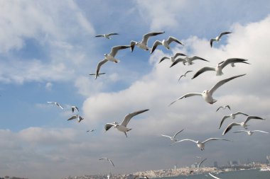 Istanbul'da deniz üzerinde gökyüzünde güvercinler uçmak