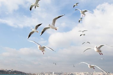 Istanbul'da deniz üzerinde gökyüzünde güvercinler uçmak