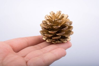 Kahverengi çam kozalağı beyaz bir arka plan üzerinde elinde tutan el