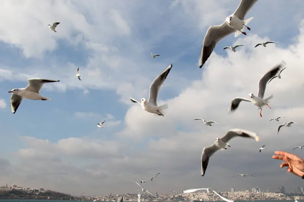 Tauben fliegen im Himmel über dem Meer in Istanbul — Stockfoto