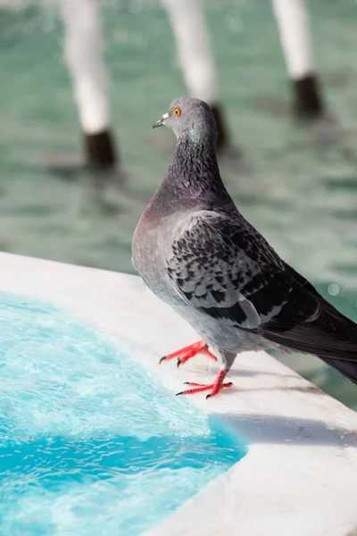 Pájaro solitario junto a la fuente vive en un entorno urbano — Foto de Stock