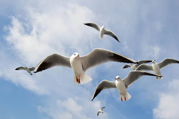 Seagulls flying in sky over the sea waters — Stock Photo, Image