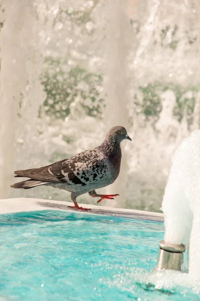 Pájaro solitario junto a la fuente vive en un entorno urbano — Foto de Stock