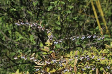 Yabani meyve doğada bulunan