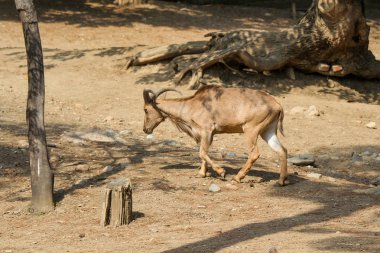 Yaban keçisi toprak üzerinde yürüme 