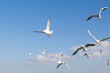 Deniz sular gökte uçan martılar