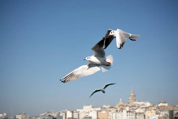 Pigeons fly in sky over the sea in Istanbul — Stock Photo, Image