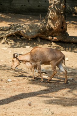 Yaban keçisi toprak üzerinde yürüme 