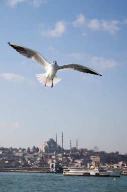 Deniz sular gökte uçan martı