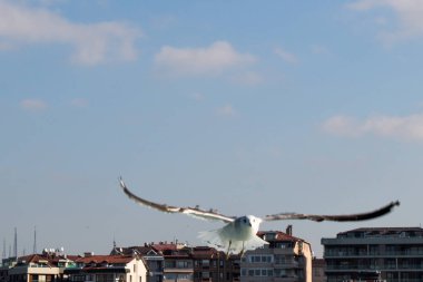 Istanbul'da deniz üzerinde gökyüzünde uçan martı 